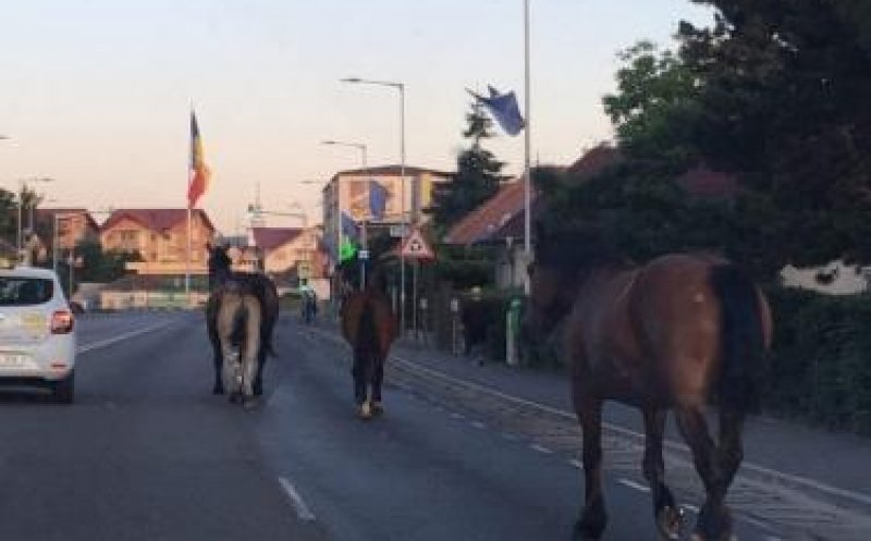 Gata cu caii pe străzile din Florești! Primăria va putea "ridica" animalele lăsate nesupravegheate
