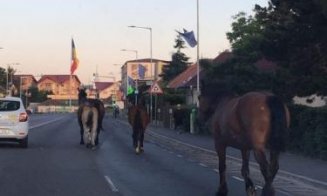 Gata cu caii pe străzile din Florești! Primăria va putea "ridica" animalele lăsate nesupravegheate