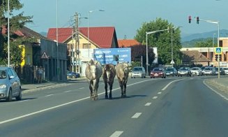Amenzi usturătoare pentru stăpânii animalelor lăsate nesupravegheate prin Florești