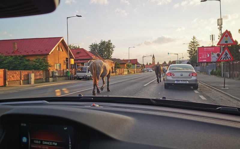 Oficial! Animalele lăsate nesupravegheate în Florești vor fi confiscate. Primarul, enervat la culme în ședința de consiliu: „Sunt de-a dreptul siderat”