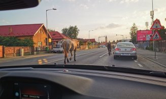 Oficial! Animalele lăsate nesupravegheate în Florești vor fi confiscate. Primarul, enervat la culme în ședința de consiliu: „Sunt de-a dreptul siderat”