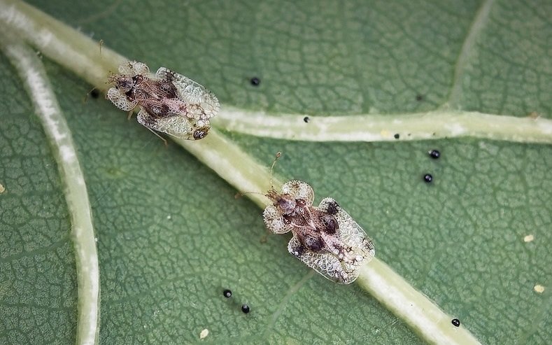 Insectele "dantelate" care au invadat Clujul NU pot fi îndepărtate cu substanţe chimice