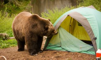 10 sfaturi utile pentru a evita atacurile urşilor