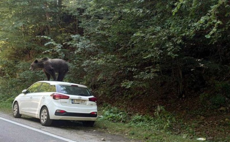 Imaginea zilei. Un urs a fost fotografiat pe o mașină în Munții Făgăraș