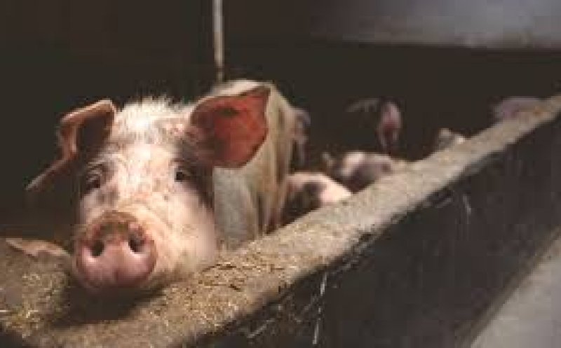 Încă un focar de pestă porcină depistat la Cluj