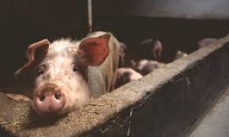 Încă un focar de pestă porcină depistat la Cluj