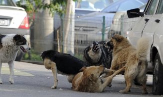 Muşcată de câini în Floreşti, în timp ce se plimba cu fiul ei