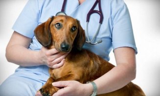 Campania de sterilizare gratuită a câinilor din Florești continuă. Când începe etapa a doua