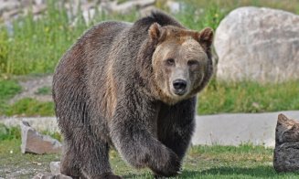 Motivele pentru care urșii din Munții Apuseni apar în zona Gilău – Florești – Cluj-Napoca