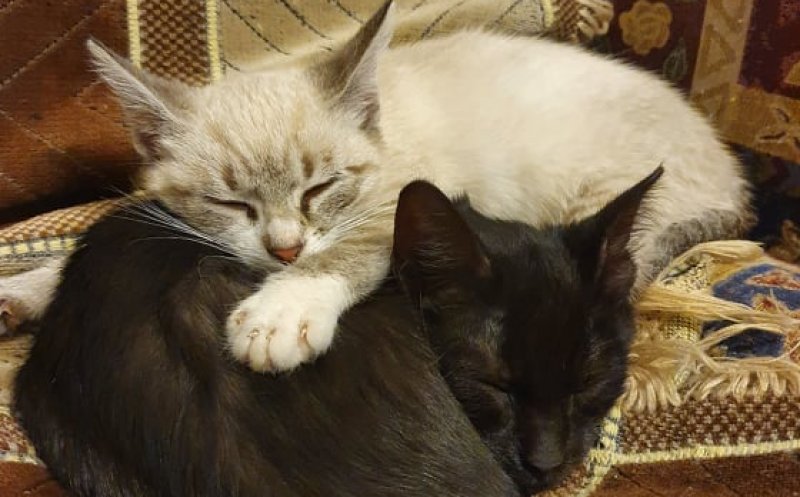 Cat/dog sitting la Cluj-Napoca. Cât costă ora sau ziua de îngrijire a patrupedului. Se oferă servicii de taxi sau toaletaj