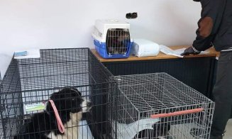 A reînceput campania de sterilizare gratuită a câinilor din Florești! Primarul Pivariu vrea combaterea fenomenului de abandon