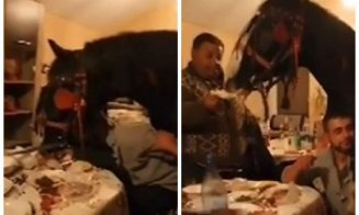 Un cal „participat” la o petrecere în casă. Polițiștii au dat 8 amenzi după ce au văzut imaginile pe Facebook
