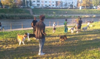 Petiție: Loc pentru câini în cartierul Grigorescu