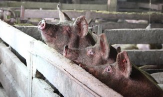 Carnea de porc se scumpește în prag de Crăciun. Cât vom plăti în perioada următoare