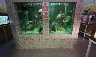 Pești exotici din Africa și America de Sud, în acvariile de la USAMV. Fosile vii, pești umblători, piranha sau ciclide africane, printre atracții