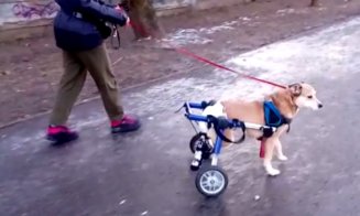 Maisy, căţeluşa cu două roţi în loc de lăbuţe, ne dă lecţii de viaţă şi normalitate