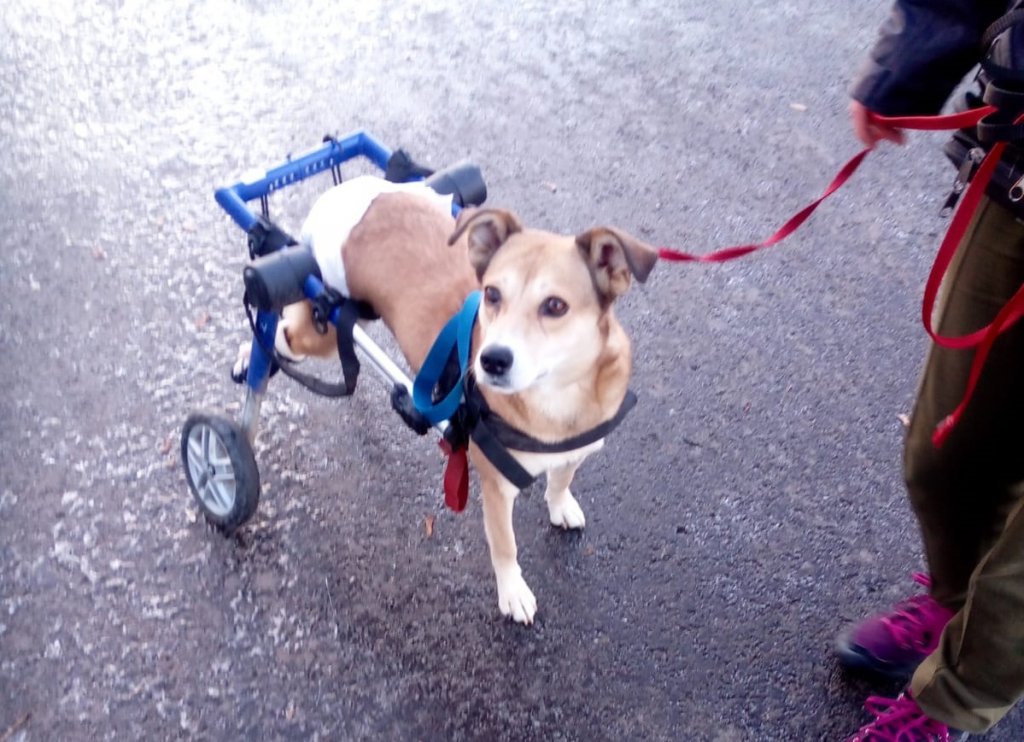 Maisy, căţeluşa cu două roţi în loc de lăbuţe: Lecţii de viaţă şi "normalitate"
