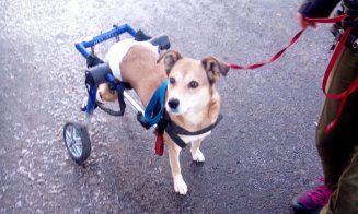 Maisy, căţeluşa cu două roţi în loc de lăbuţe: Lecţii de viaţă şi "normalitate"