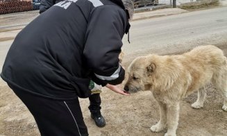 Ce spune primarul din Florești despre problema câinilor din comună: „Pe termen lung va da rezultate 100%”