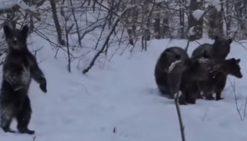 ADIO HIBERNARE! Familie de 6 urși filmată la plimbare într-o pădure  din Maramureş