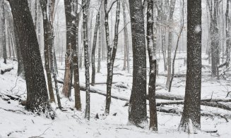 Bărbat tâlhărit într-o pădure din Cluj. L-au bătut și i-au luat telefonul și banii