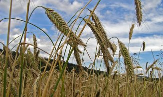 Business-ul cu cereale merge bine la Cluj. Afaceri de peste 150 de milioane de euro pentru East Grain în 2021