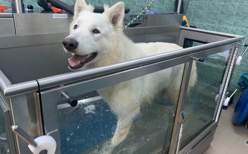 Bazin de hidroterapie pentru animale la USAMV Cluj. Cât costă o ședință de tratament