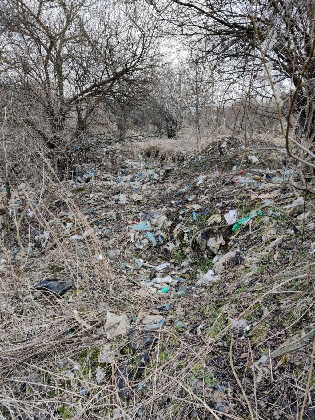 ”Dezastru ecologic în zona verde din cartierul Europa”