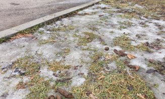 Cluj-Napoca, oraşul de 5 stele, plin de... fecalele animalelor de companie