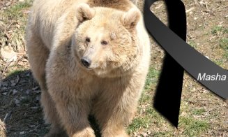 A murit Mașa, ursoaica refugiată din Ucraina la Zărneşti: "Ești liberă Masha! Pentru totdeauna"