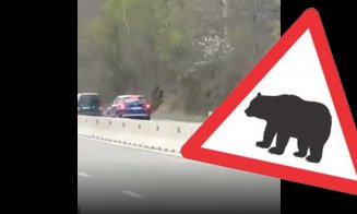 Un urs a fost luat pe capotă de două autoturisme pe DN 1