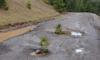 Au plantat brazi în gropile din mijlocul unui drum din zona turistică Beliș. Poate așa le observă și autoritățile