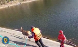 Cluj: Pompierii au salvat un pui de cerb blocat pe un refugiu al lacului Beliş-Fântânele