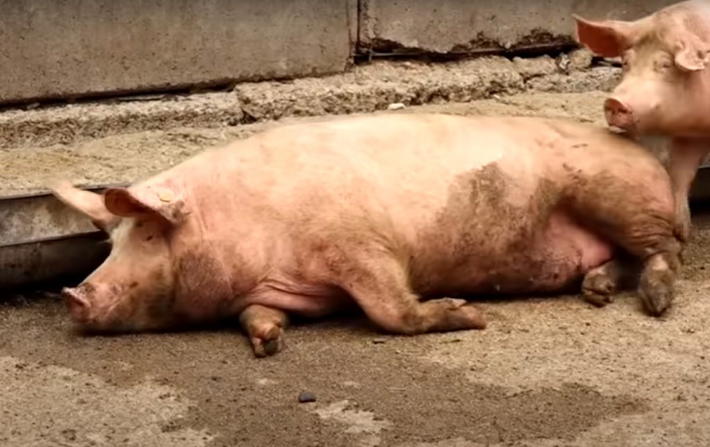Pestă porcină africană în Cluj-Napoca. Autoritățile, în alertă după ce a fost găsit cadavrul unui porc pe o stradă din oraş