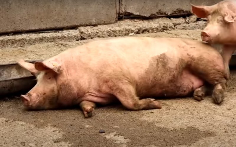 Pestă porcină africană în Cluj-Napoca. Autoritățile, în alertă după ce a fost găsit cadavrul unui porc pe o stradă din oraş