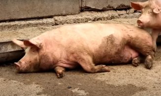 Pestă porcină africană în Cluj-Napoca. Autoritățile, în alertă după ce a fost găsit cadavrul unui porc pe o stradă din oraş