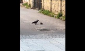 Luptă între un șobolan și o cioară în centrul Clujului
