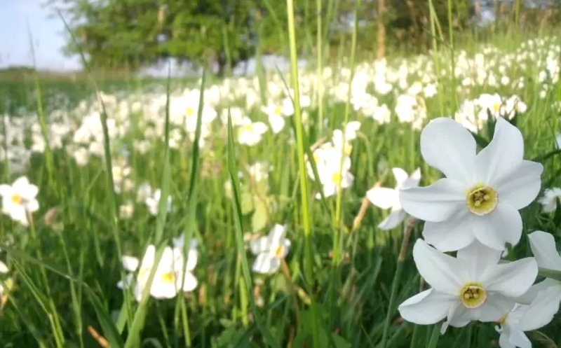 Oile pasc în voie într-o POIANĂ cu NARCISE din Cluj