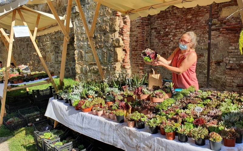 Producători de plante și flori din toată țara vin pe Strada Potaissa