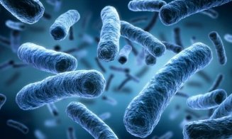 A fost descoperită o bacterie uriașă, cea mai mare de până acum. Cercetător: "Se vede cu ochiul liber. Răstoarnă codurile microbiologiei"