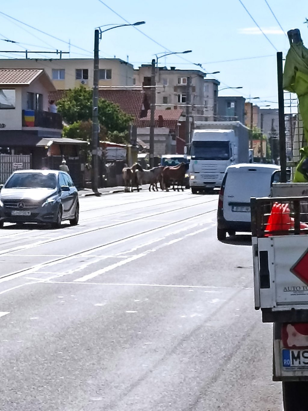 Cai lăsați liberi pe o stradă din Cluj-Napoca. Se plimbă nestingheriți printre mașini