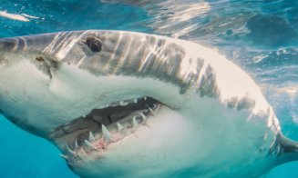 Raport Egipt: Turista din România și cea din Austria, ucise de același rechin/ De ce au fost atacate