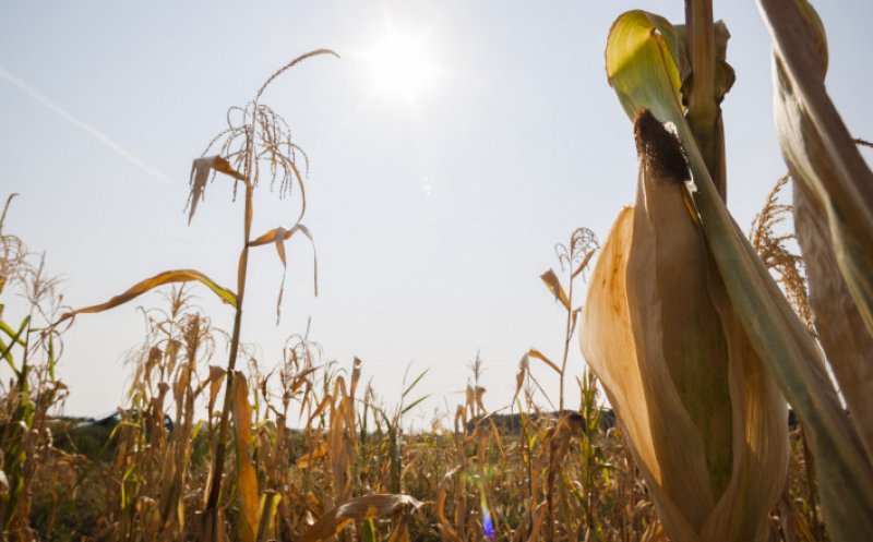 STARE de CALAMITATE în Agricultură? Ministerul nu are un fond special pentru calamităţi