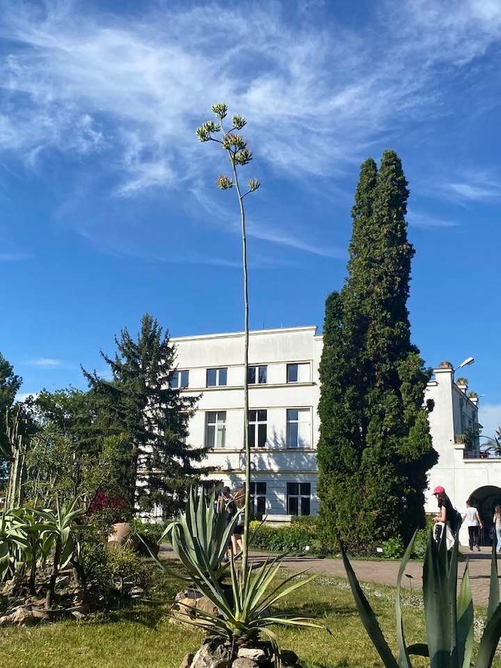 Grădina Botanică din Cluj-Napoca. În plină caniculă, o plantă din America Centrală a înflorit