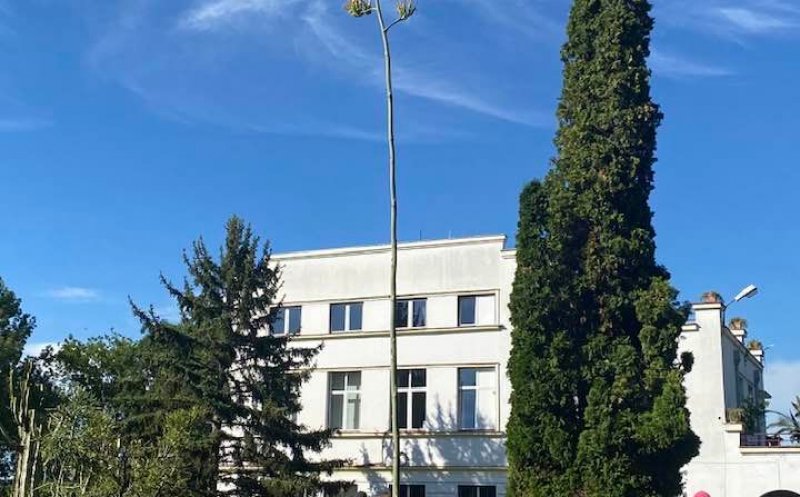 Grădina Botanică din Cluj-Napoca. În plină caniculă, o plantă din America Centrală a înflorit