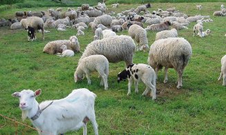 Au furat oi şi capre în valoare de 11.000 de euro de la o stână din Cluj. Un complice din Floreşti le-a tăinuit prada