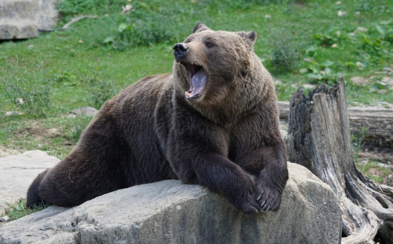ATENŢIE! Un URS a atacat într-o localitate din Cluj. Mai multe oi au fost ucise cu bestialitate / A fost emis mesaj RO-ALERT