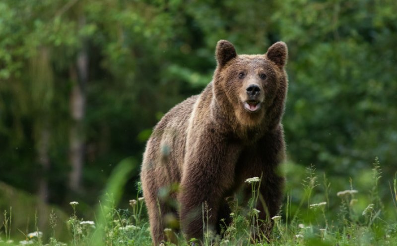 Mare atenție, clujeni! Urs văzut la Muntele Băișorii / S-a emis mesaj RO-ALERT