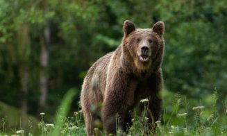 Mare atenție, clujeni! Urs văzut la Muntele Băișorii / S-a emis mesaj RO-ALERT