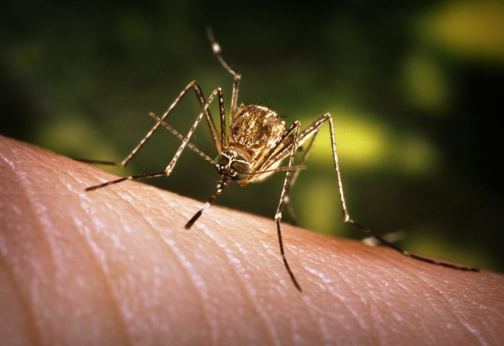 Giornata di Cluj |  Sempre più casi di virus West Nile in Italia.  Tre morti solo nell’ultima settimana